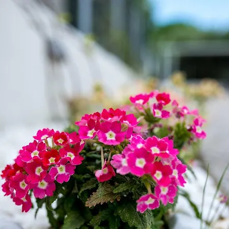 公寓 The Papoutsakis