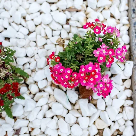 The Papoutsakis 公寓 尼基季